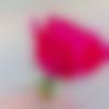 woman seeking men Andaman And Nicobar photo - G