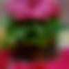 Male Photo - Jayesh