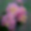 Female Photo - Arpita