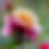 Male Photo - Vyshakh