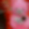 woman seeking men Digras near me photo - Surojit