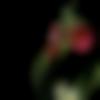 woman seeking men Pimpri Chinchwad near me photo - Pooja