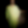 Serampore Male Photo - Tihor