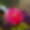 woman seeking men Bhagalpur near me photo - Kavya