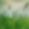 woman seeking men Deoband near me photo - Bakm