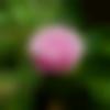 woman seeking men Dabra near me photo - Anumita