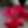 Kalimpong Male Photo - Karthik