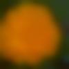 woman seeking men Palwancha near me photo - Sadhana