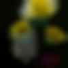 woman seeking men Gopalganj near me photo - Punisha