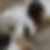 Borsad Male, photo - Satyakee