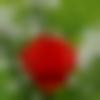 Male Photo - Dilshwar