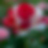 woman seeking men Chhatarpur near me photo - Sunita