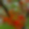 Matrimony Male Profile Kolkata