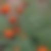 woman seeking men Kendujhar near me photo - Rk