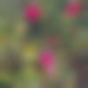 woman seeking men Erode near me photo - Gomathi