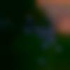 Single Female - Joprin