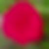 woman seeking men Kakinada near me photo - Kunche