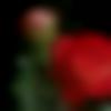 Single Female - Sindhu