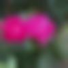 Single Female - Vaishali
