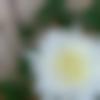 woman seeking men Guntakal near me photo - Dsmath