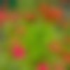 Himachali member profile Photo, Email, Address and Contact Details - Jiban