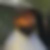 Male Photo - Avneet