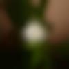 Basna Male Photo - Manjunatha