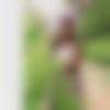 woman seeking men Bapatla near me photo - Protima