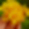 woman seeking men Kalan Wali near me photo - Arohi
