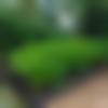 Purnia Male Photo - Sanjoy