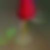 woman seeking men Dharmavaram near me photo - Rani