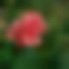 Matrimony Male Profile Cuttack