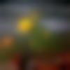 woman seeking men Dabra near me photo - Mimi