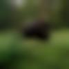 Rajam Male, photo - Kaybee1366