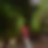 Chhattisgarhi Male - Harsh