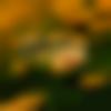 woman seeking men Bilaspur near me photo - Anita