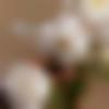 woman seeking men Banswada near me photo - Shusma