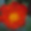 Single Female - Saraswathi