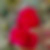woman seeking men Sheohar near me photo - Pihu
