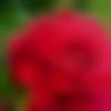 woman seeking men Arwal near me photo - Chowdeshinayka