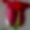 woman seeking men Manuguru near me photo - Rutvika