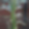 woman seeking men Nawada near me photo - Shivani