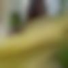 woman seeking men Dhone near me photo - Seba