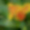 woman seeking men Adilabad near me photo - Sweety