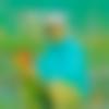 Male Photo - Loban