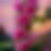 Single Female - Aasma