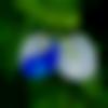 woman seeking men Sibsagar near me photo - Junti