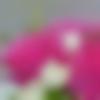 woman seeking men Kawardha near me photo - Rani