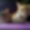 woman seeking men Alipurduar near me photo - Atamang