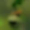Male Photo - Selvam